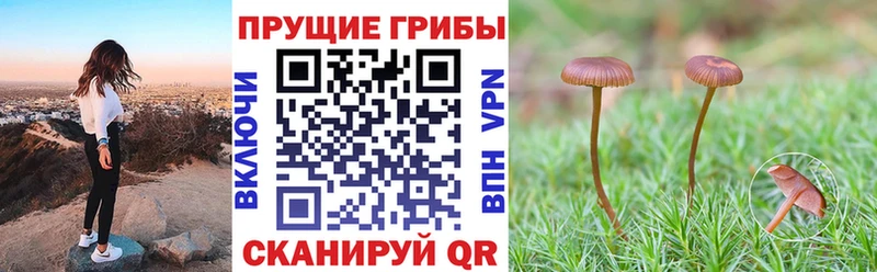 Псилоцибиновые грибы мухоморы  блэк спрут как зайти  Снежинск  цены  